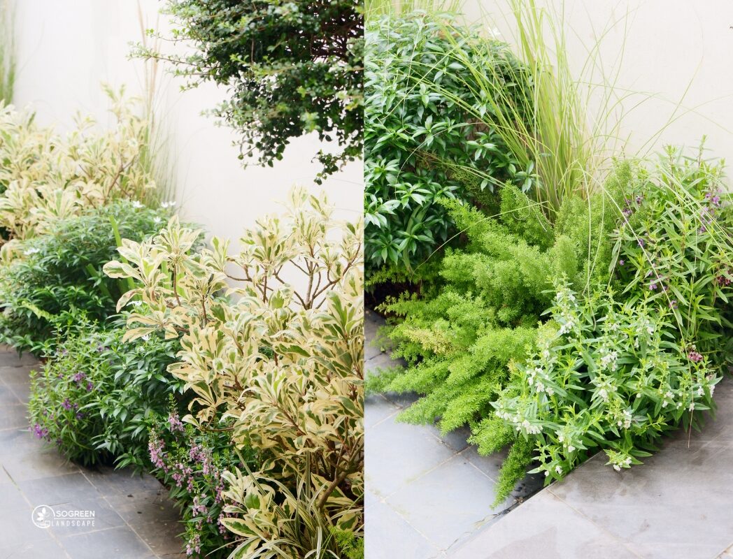 Vì sao nên sử dụng dịch vụ chăm sóc cây xanh tại nhà