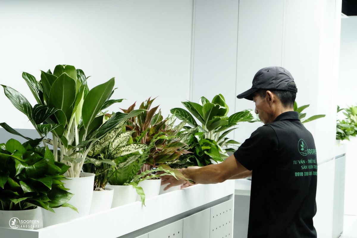 Dịch vụ chăm sóc cây xanh văn phòng SoGREEN