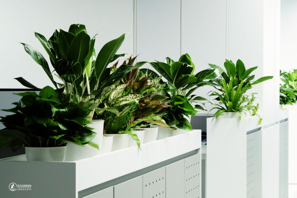 Cây xanh để bàn văn phòng mini - Dịch vụ cho thuê cây cảnh văn phòng 