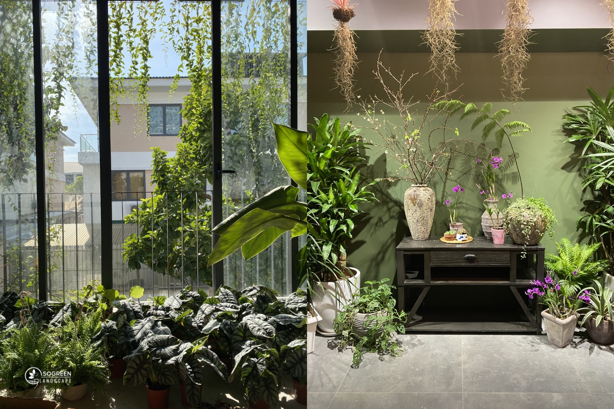 Dấu hiệu cây cần được chăm sóc