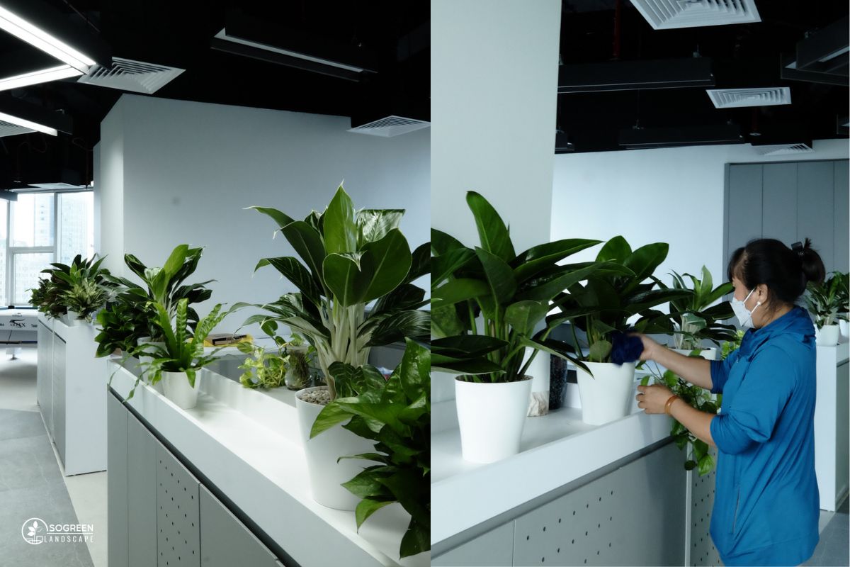 Dịch vụ chăm sóc cây xanh văn phòng tại SoGREEN