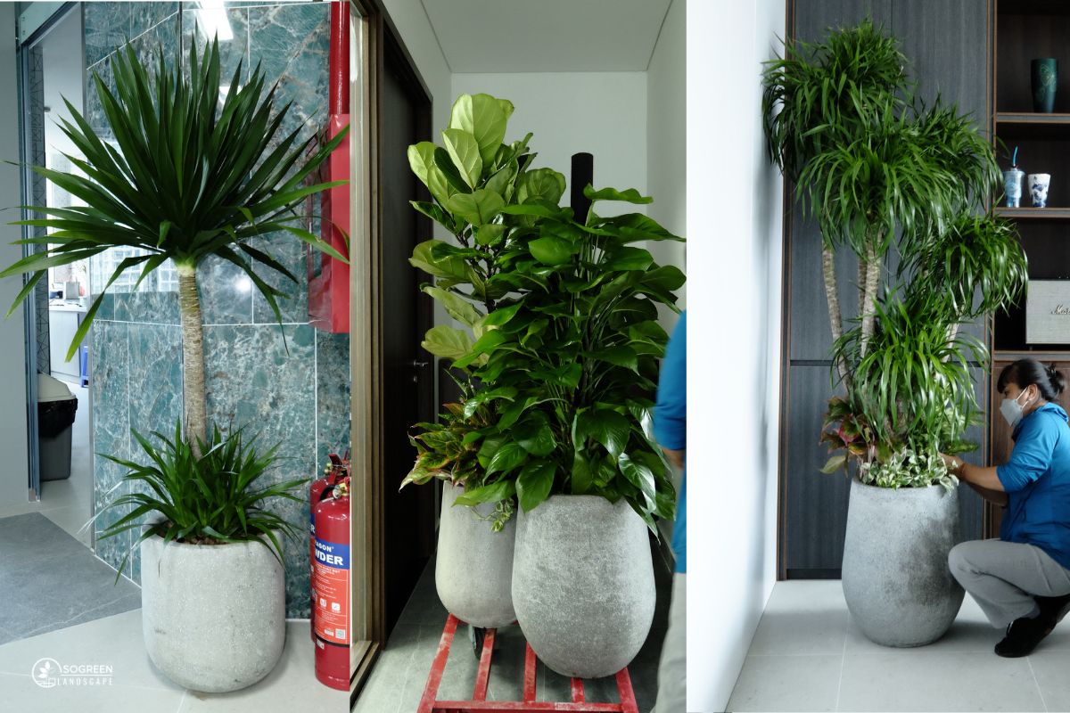 Cây lớn để sàn - Dịch vụ cho thuê cây cảnh văn phòng uy tín và chuyên nghiệp