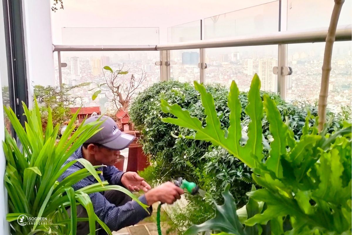 Dịch vụ chăm sóc cây xanh tại nhà SoGREEN