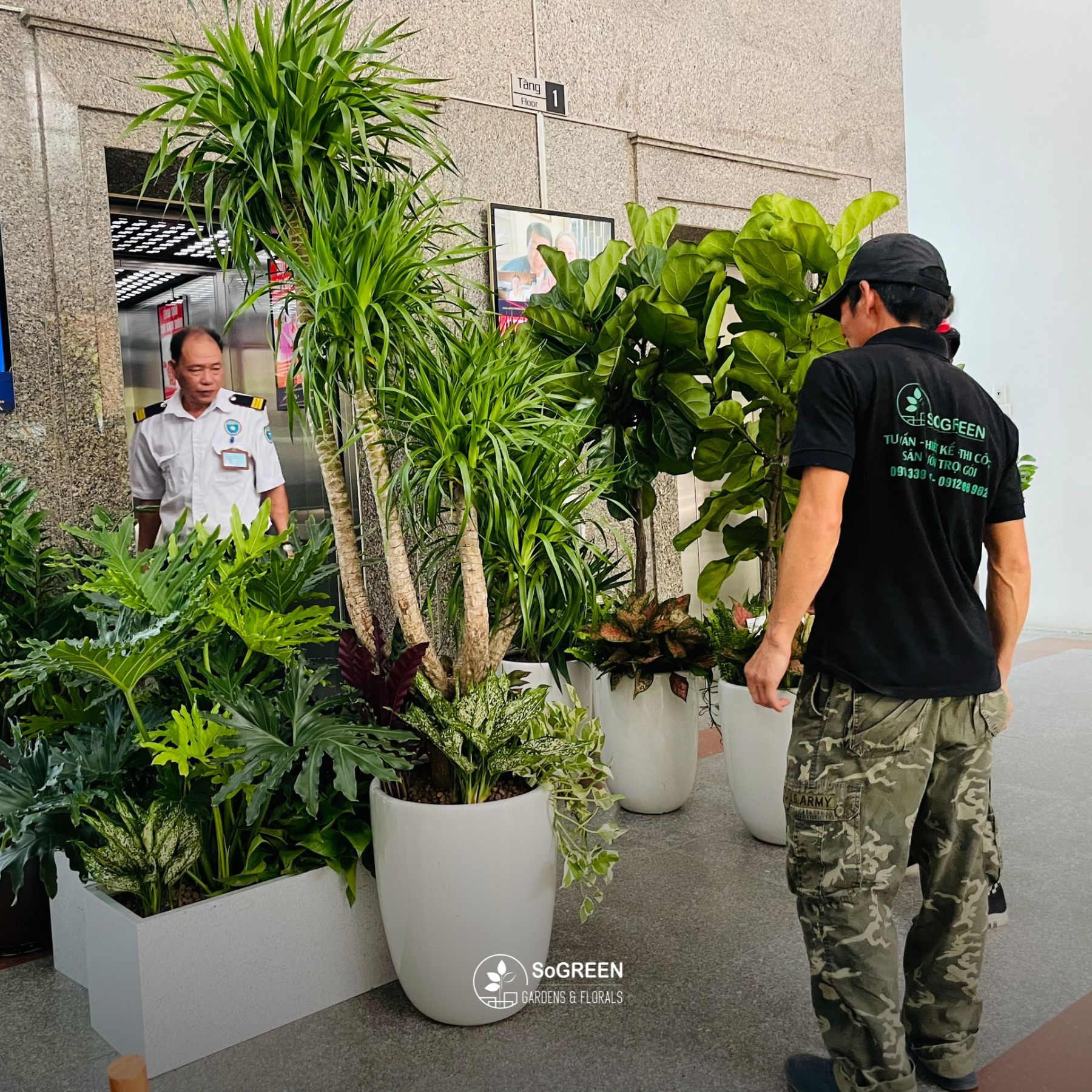 Các loại cây xanh văn phòng phổ biến