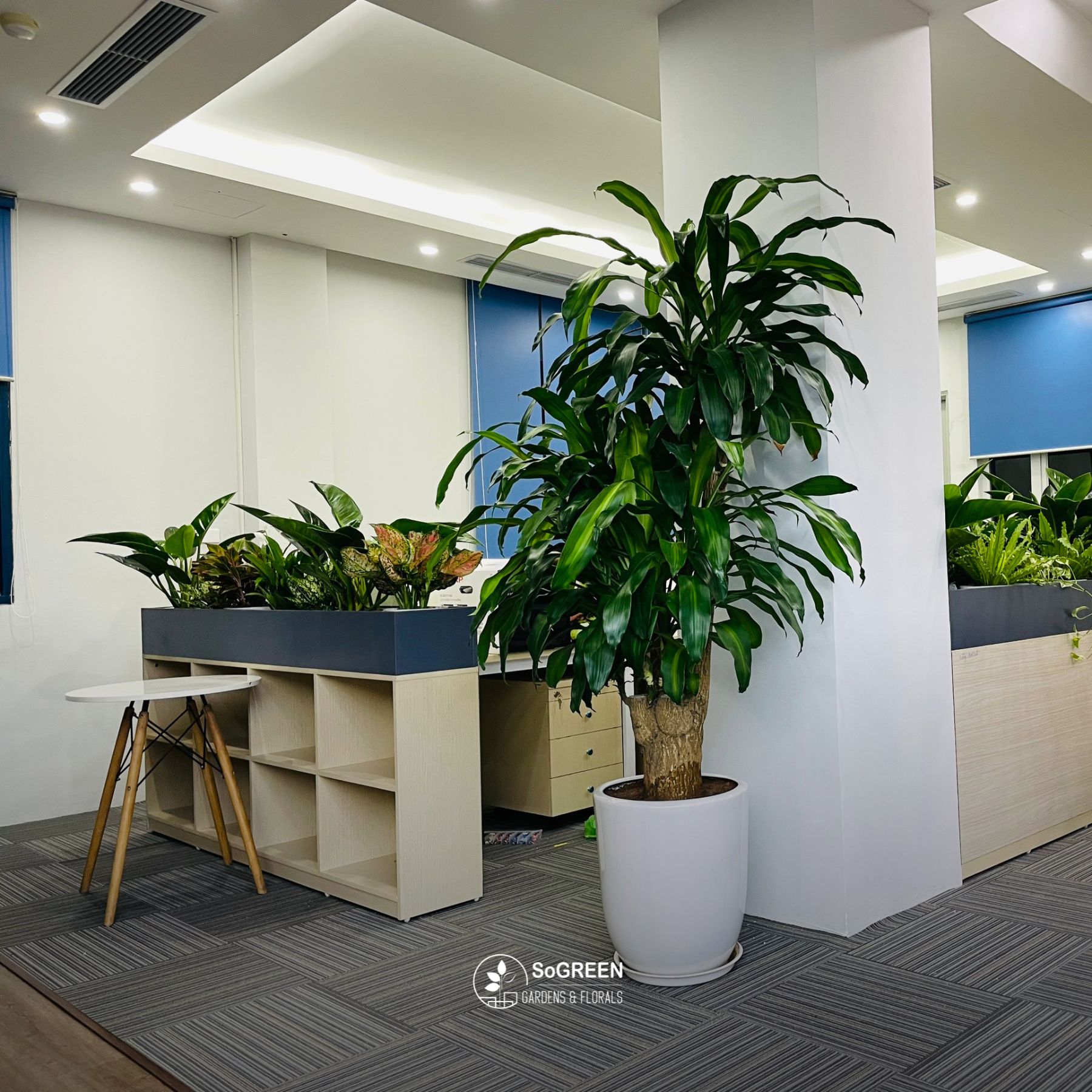 Cây xanh văn phòng 