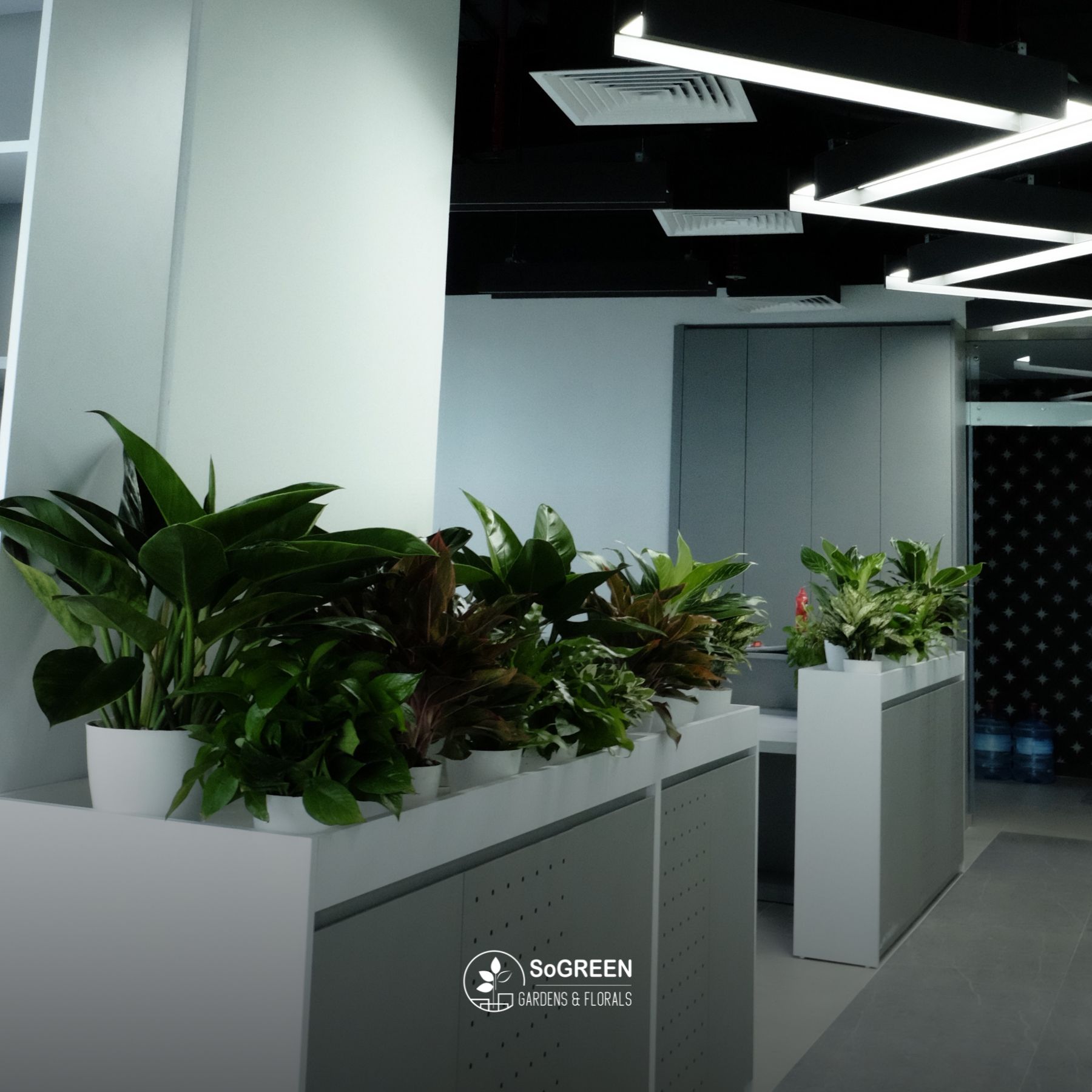 Lợi ích của việc trồng cây xanh văn phòng 