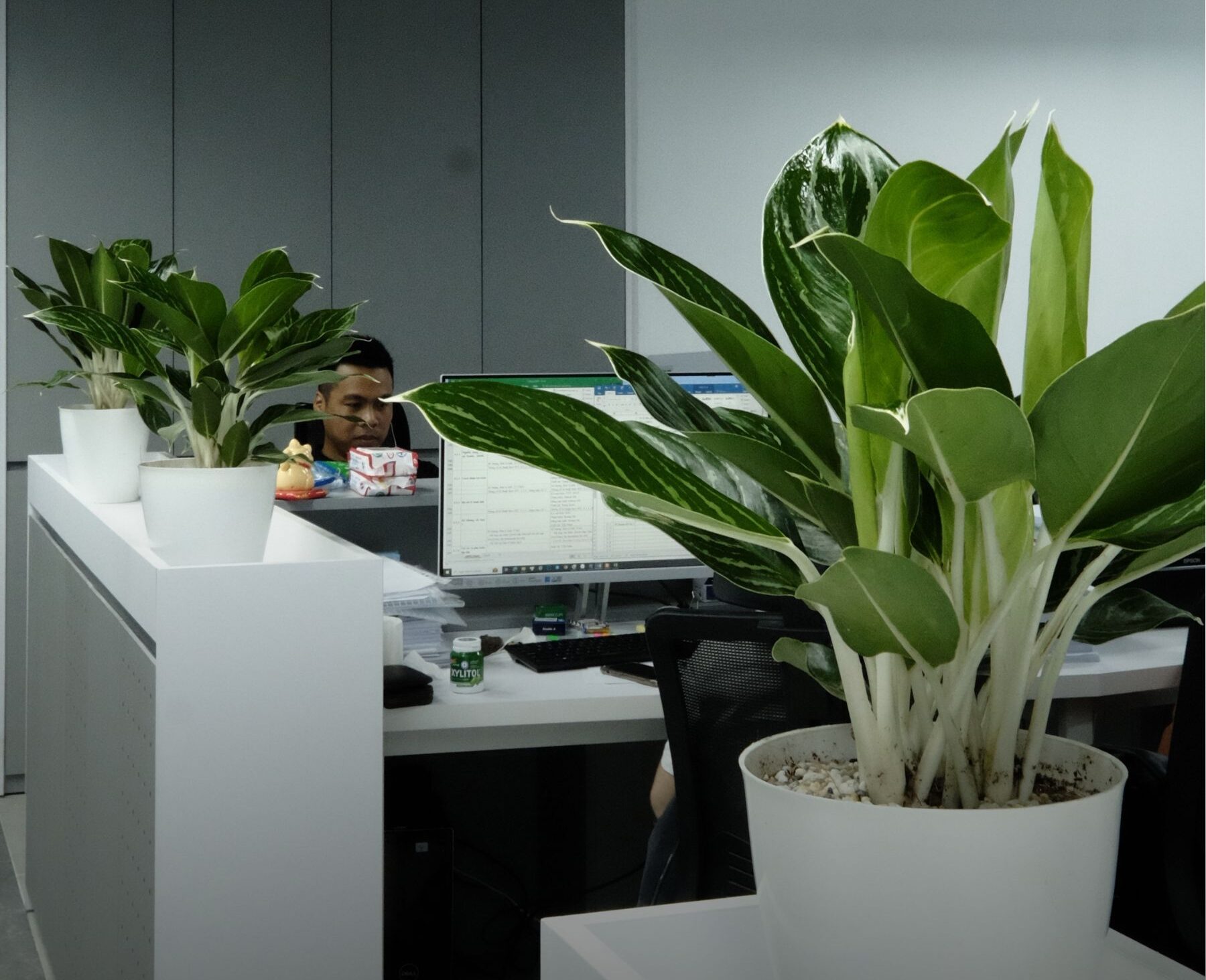 Nhược điểm của việc trồng cây xanh văn phòng