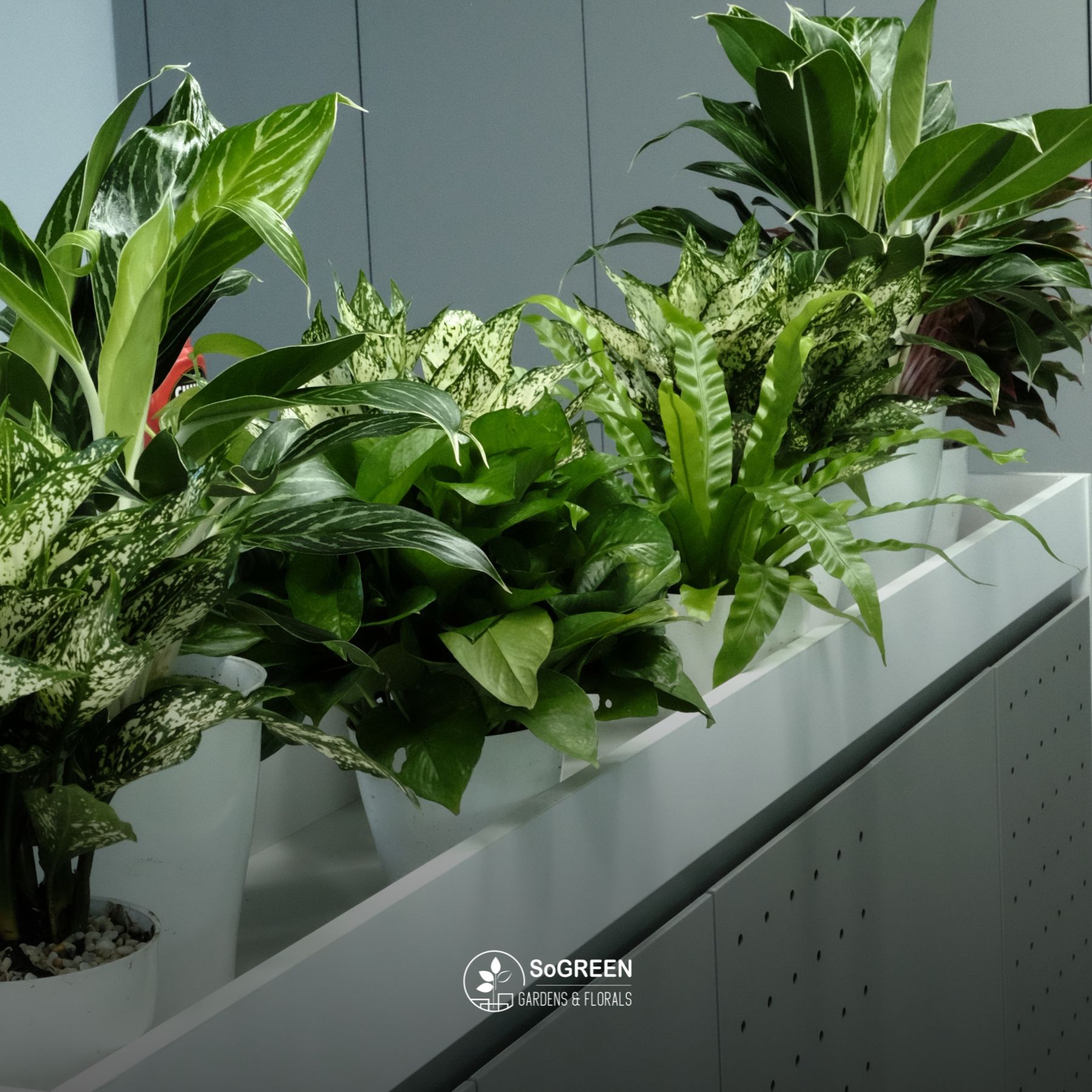 Dịch vụ chăm sóc cây xanh văn phòng