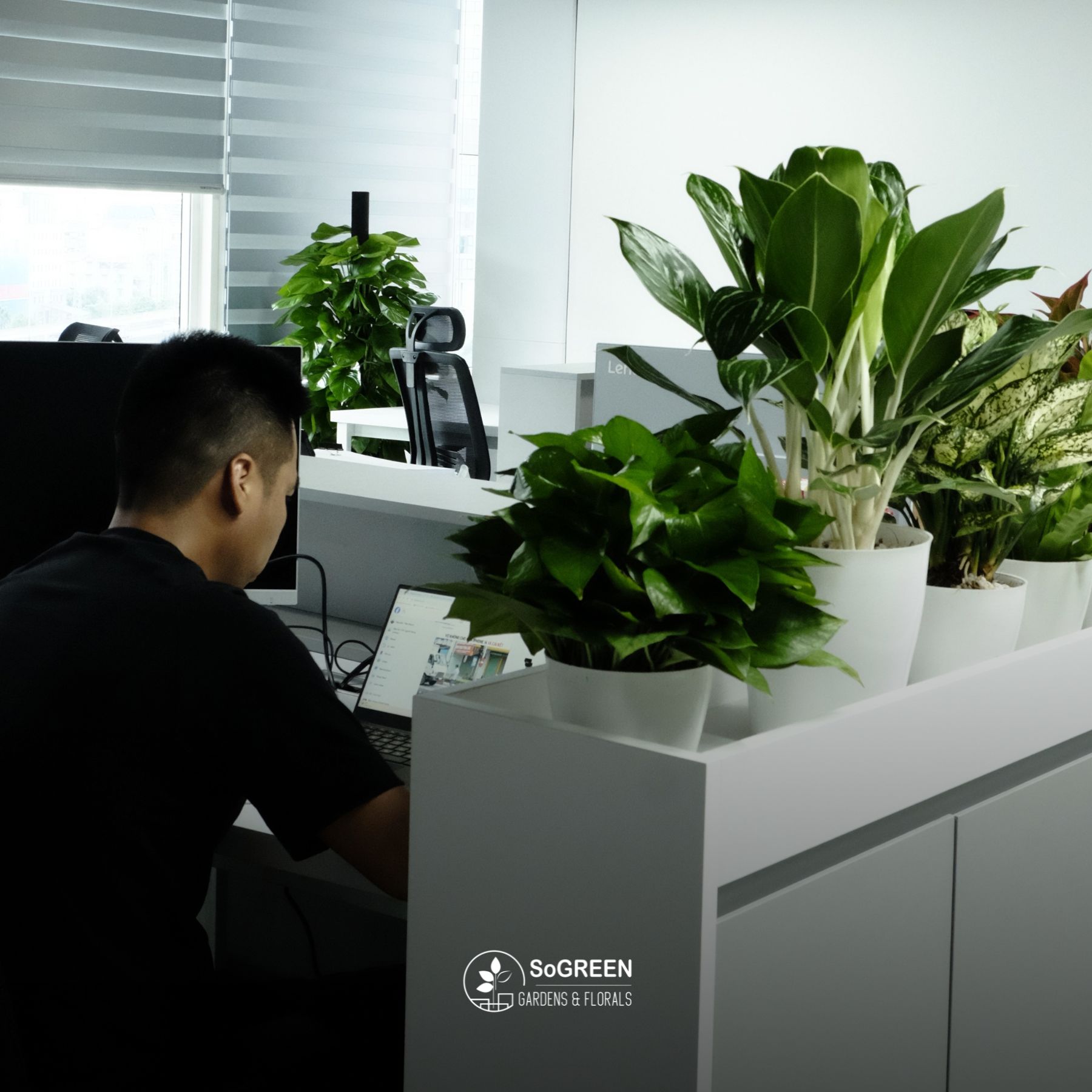 Dịch vụ chăm sóc cây xanh văn phòng 2026