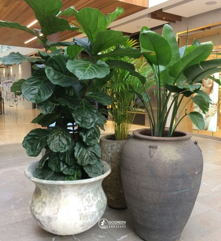 Cây trang trí sảnh lớn trong dịch vụ cho thuê cây xanh văn phòng tại Hà Nội