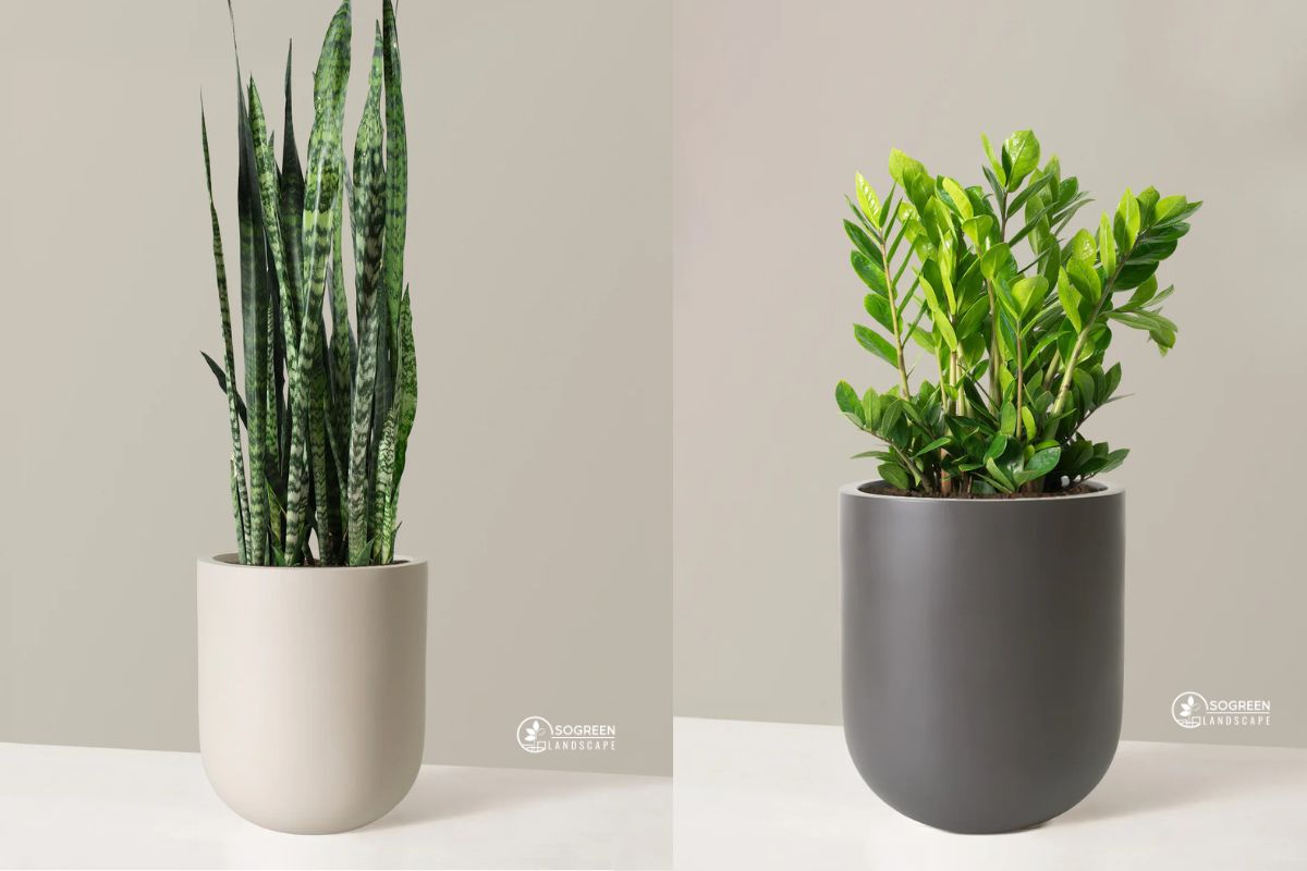 Cây Phong Thuỷ Trong Dịch Vụ Thuê Cây Xanh Văn Phòng