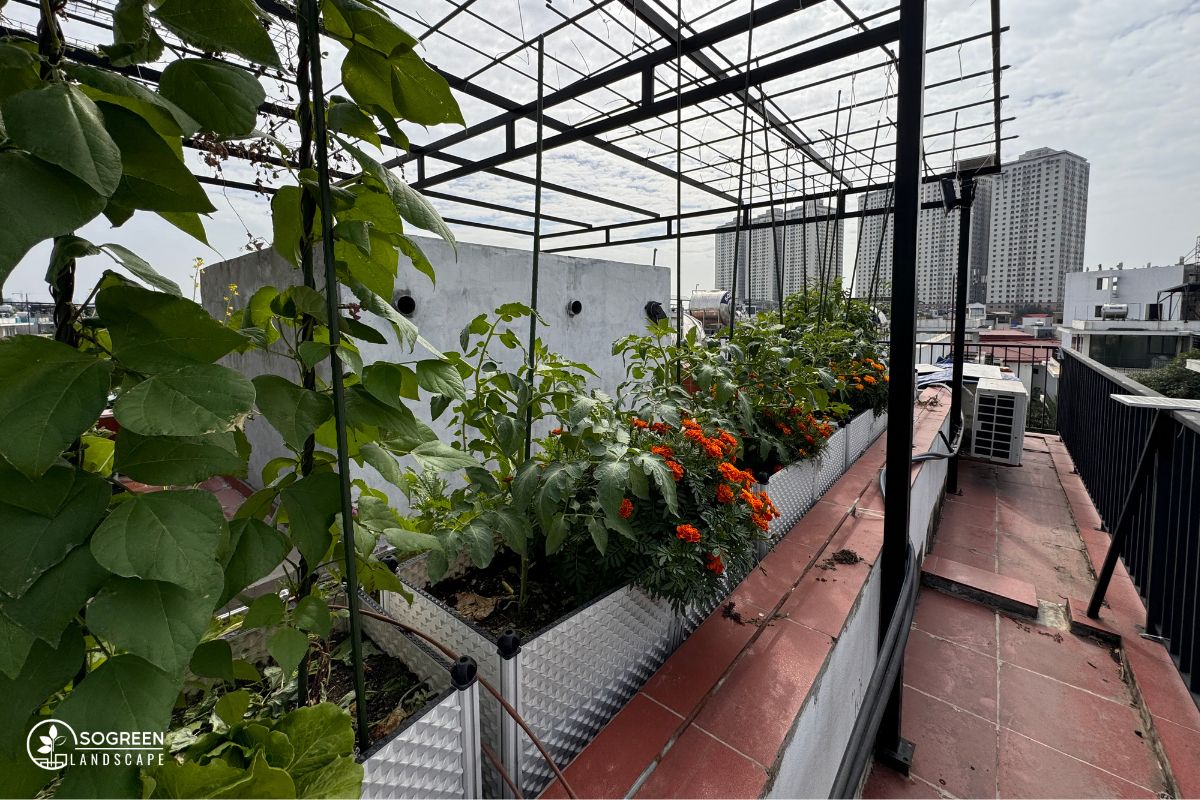 Dịch Vụ Thiết Kế Thi Công Vườn Rau Đẹp Tại SoGREEN