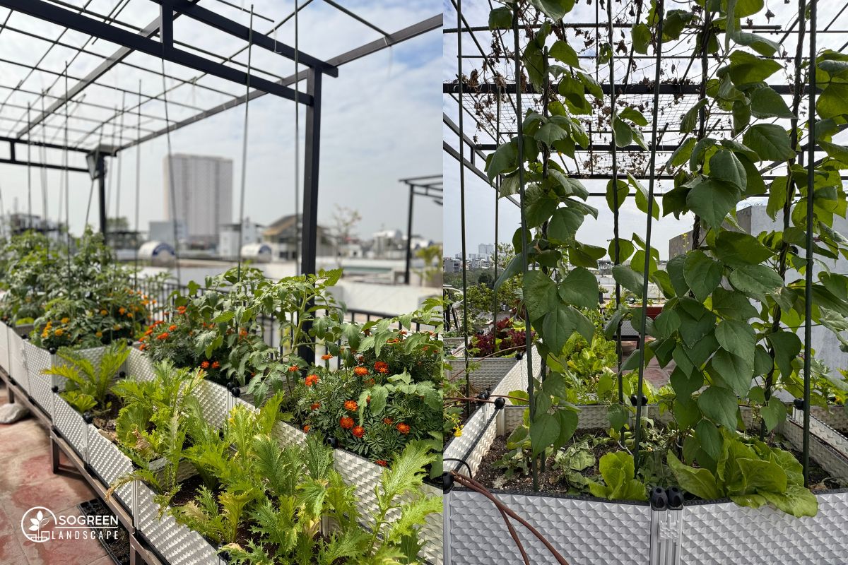 Dịch Vụ Làm Vườn Rau Đẹp Trọn Gói 2026