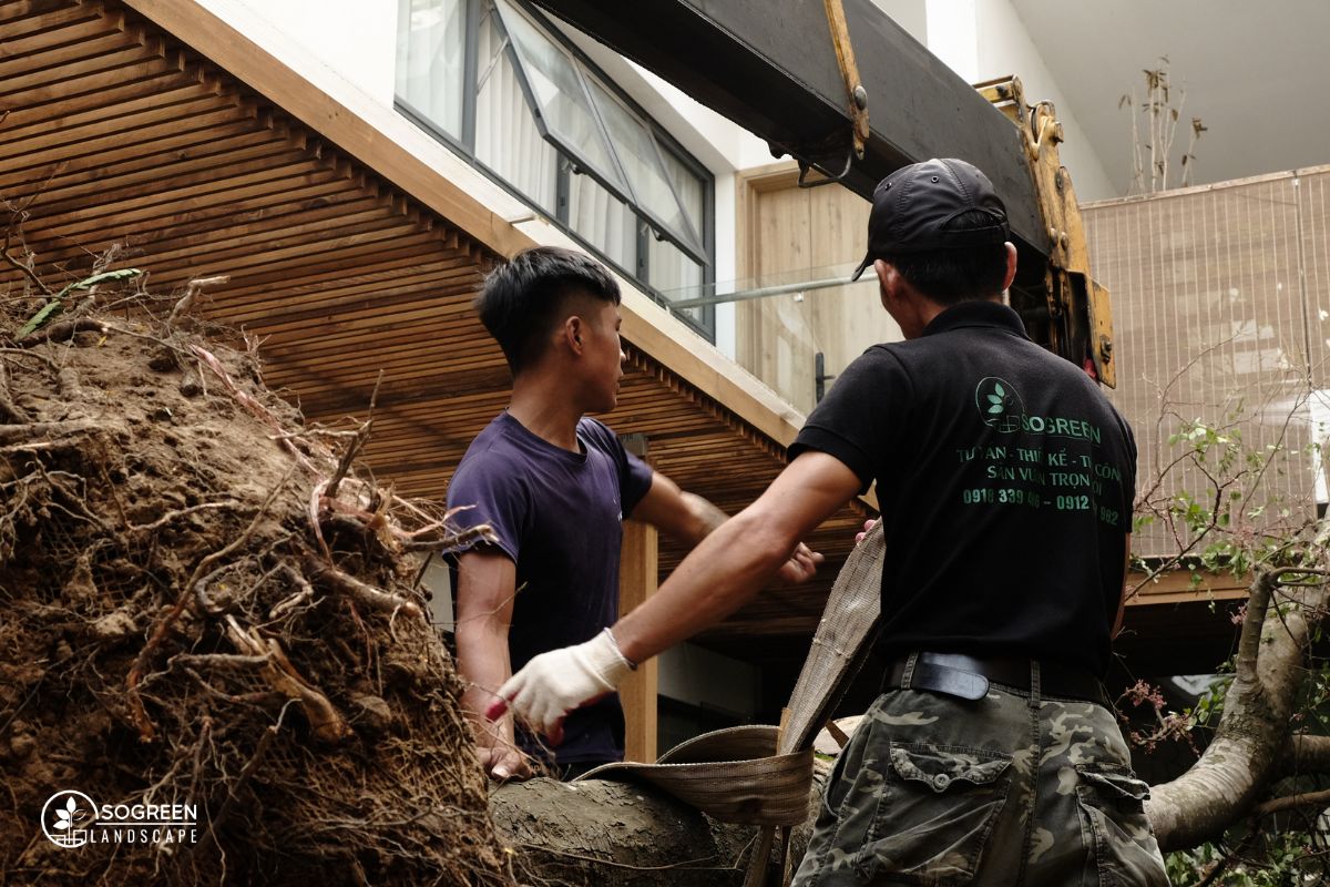 Kinh nghiệm chọn dịch vụ thuê cây nội thất uy tín