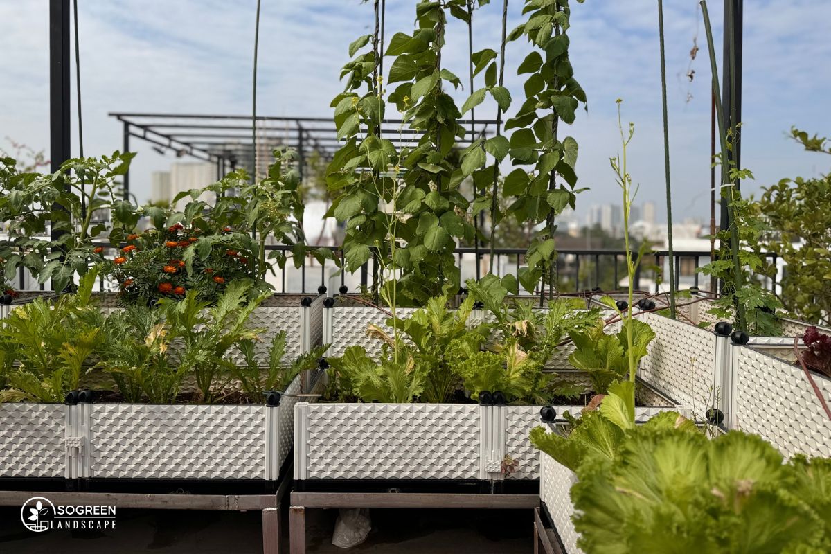 Hệ Thống Trồng Rau Trên Sân Thượng