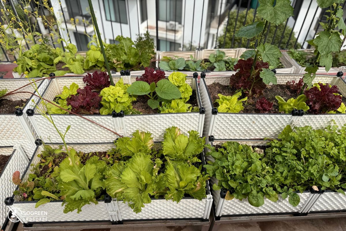 Các Mô Hình Vườn Rau Đẹp Phổ Biến