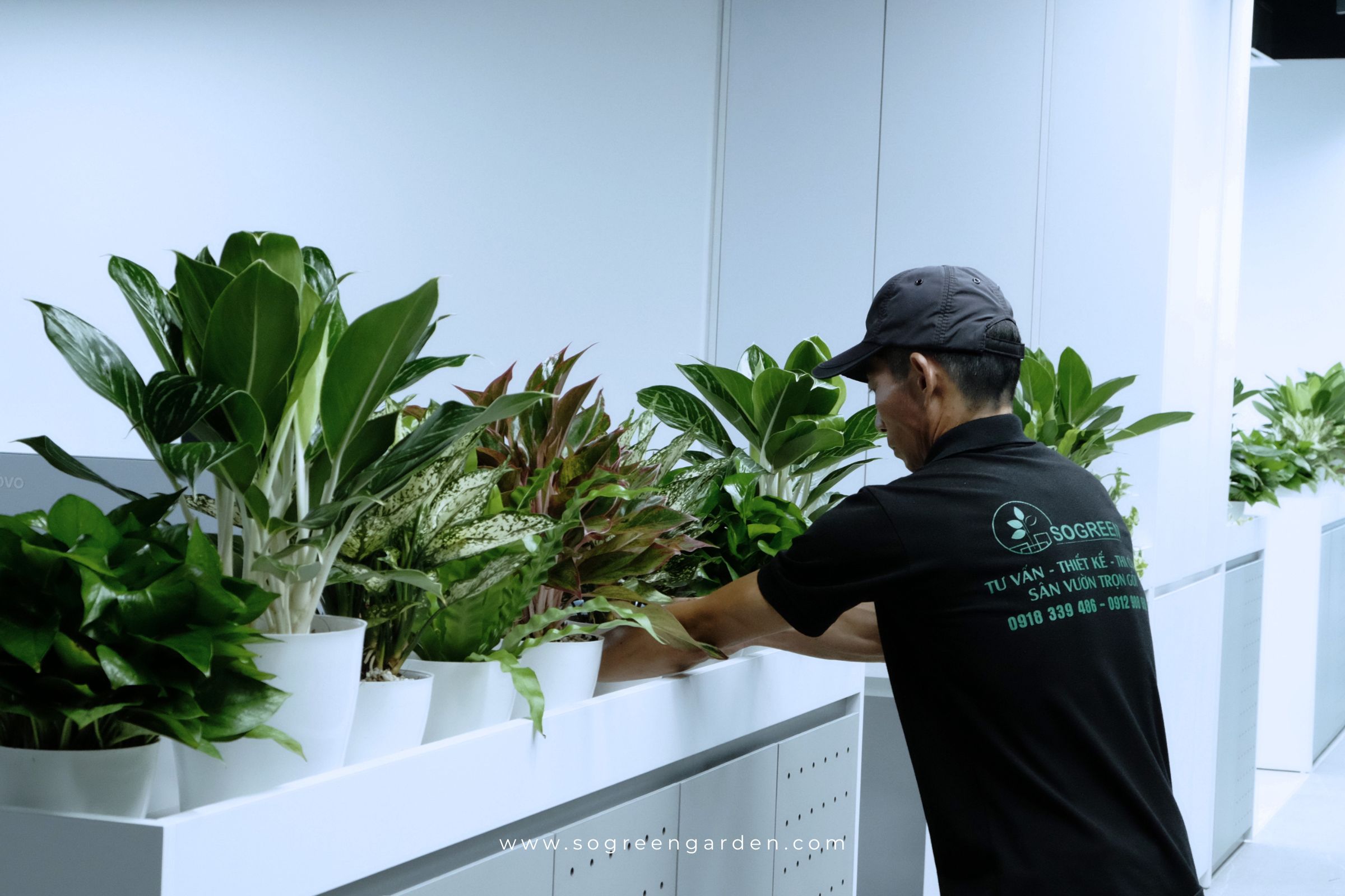 Chăm sóc cây xanh tại biệt thự giúp duy trì cảnh quan sân vườn xanh đẹp.