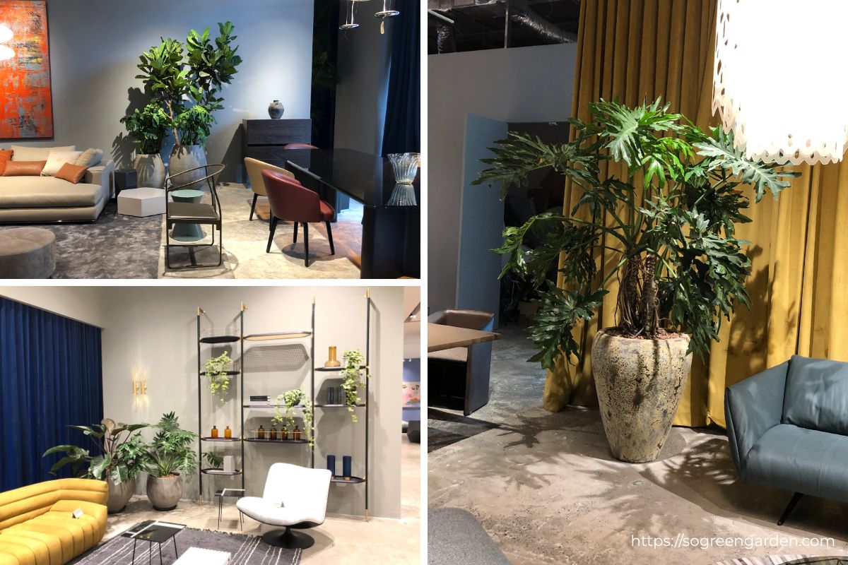 SoGREEN thi công cây xanh cho showroom Nhà Xinh Lương Yên