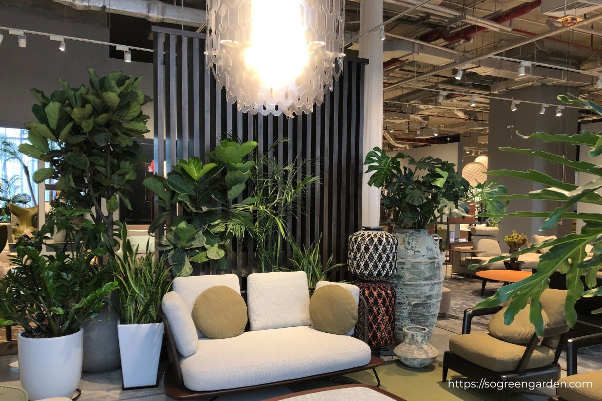 SoGREEN thi công cây xanh cho showroom Nhà Xinh Lương Yên