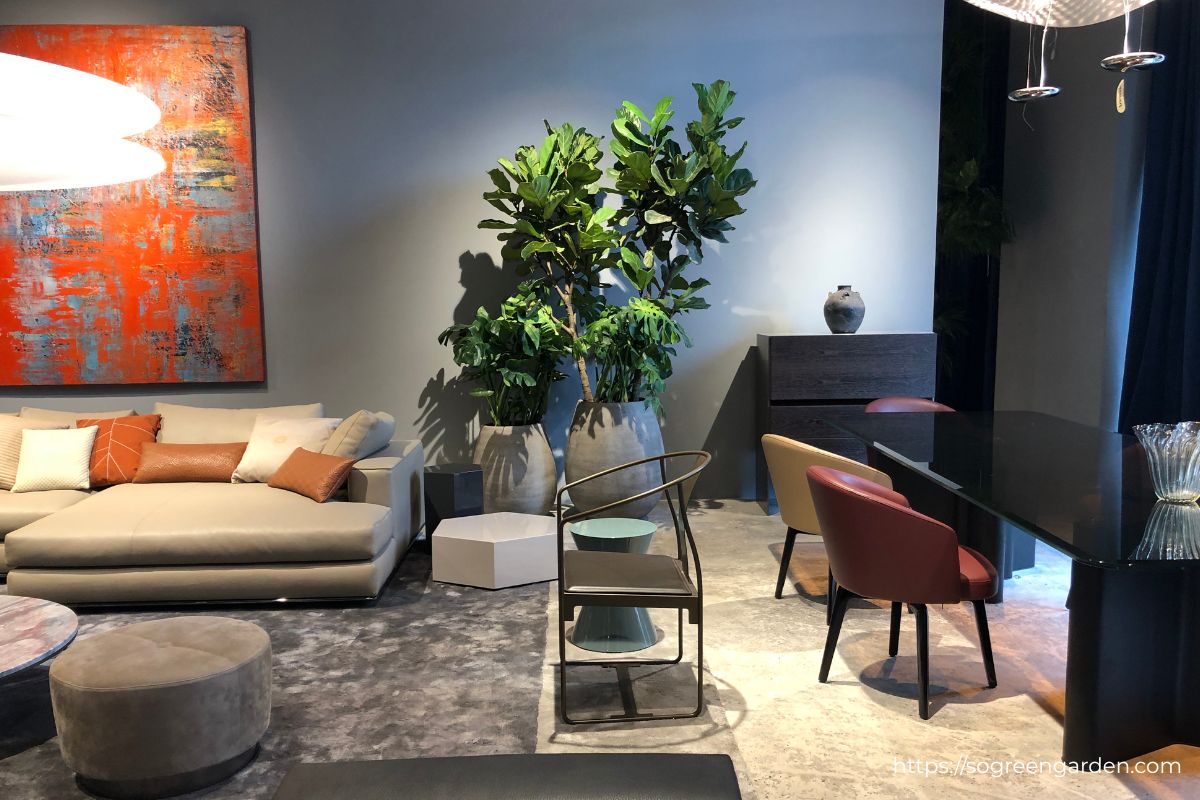 SoGREEN thi công cây xanh cho showroom Nhà Xinh Lương Yên
